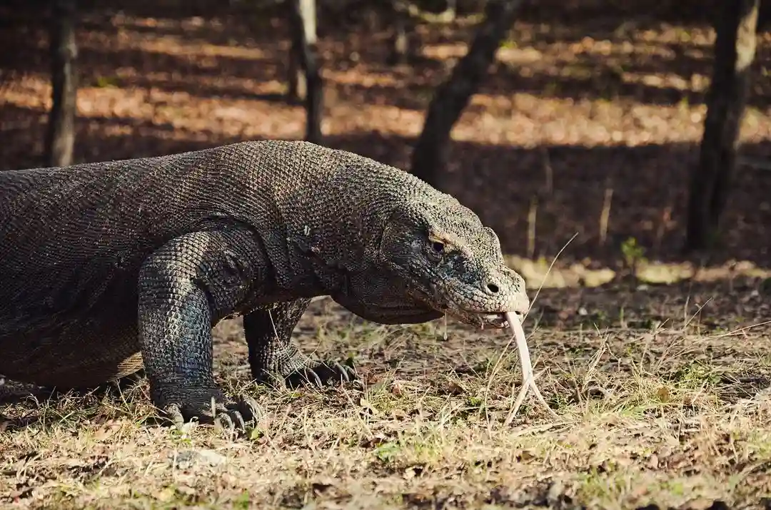 Explore Komodo Island with Labuan Bajo Boat Builders